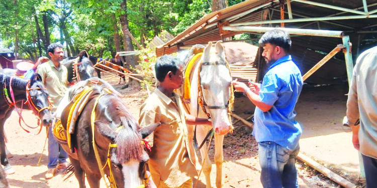माथेरानमधील घोड्यांवर तज्ञांकडून उपचार