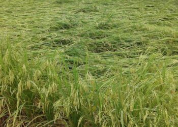 परतीच्या पावसामुळे बळीराजा चिंताग्रस्त