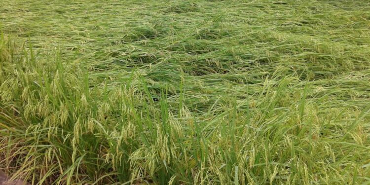 परतीच्या पावसामुळे बळीराजा चिंताग्रस्त