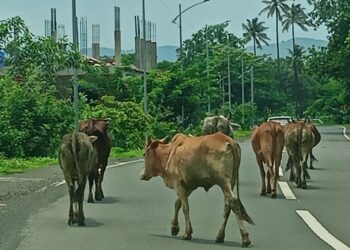 रोहा-कोलाड मार्गावर गुरांचा सुळसुळाट