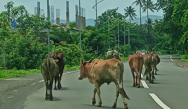 रोहा-कोलाड मार्गावर गुरांचा सुळसुळाट
