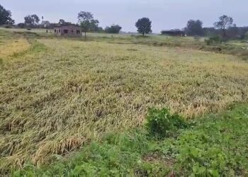 शेतकऱ्यांची दिवाळी शेतात