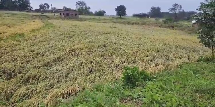 शेतकऱ्यांची दिवाळी शेतात