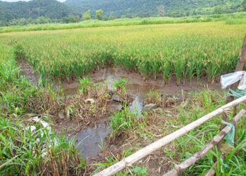 सततच्या पावसामुळे भातशेतीचे नुकसान