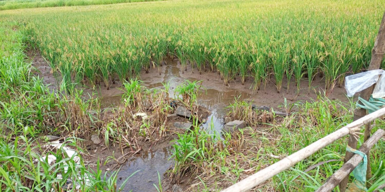 सततच्या पावसामुळे भातशेतीचे नुकसान