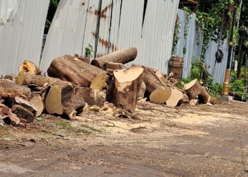 विना परवानगी झाडाची कत्तल
