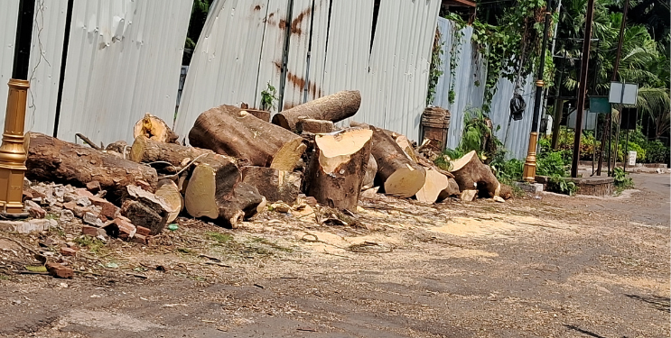 विना परवानगी झाडाची कत्तल