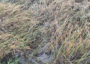 ऐन दिवाळीत तुफान पाऊस; भातशेतीचे नुकसान