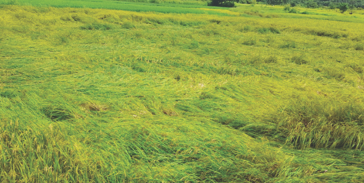 नुकसानग्रस्त शेतकऱ्यांना मदतीची प्रतीक्षा