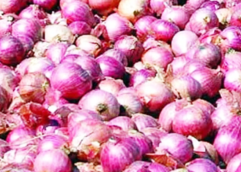 कांदा उत्पादकांच्या डोळ्यात पाणी