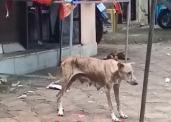 पिसाळलेल्या कुत्रीची दहशत; चार जणांना केले रक्तबंबाळ