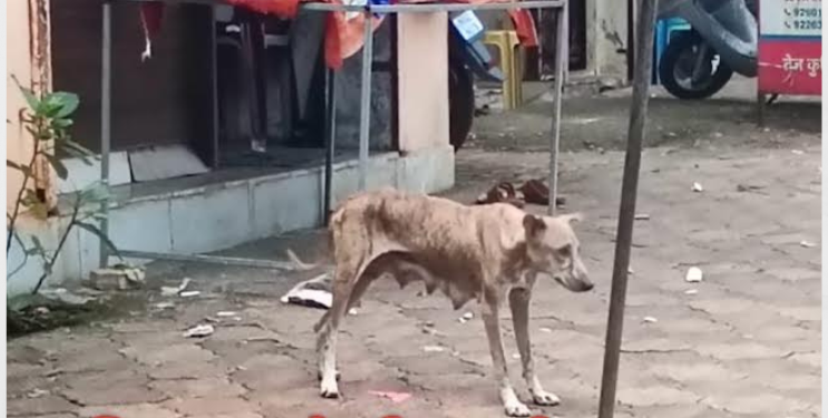 पिसाळलेल्या कुत्रीची दहशत; चार जणांना केले रक्तबंबाळ