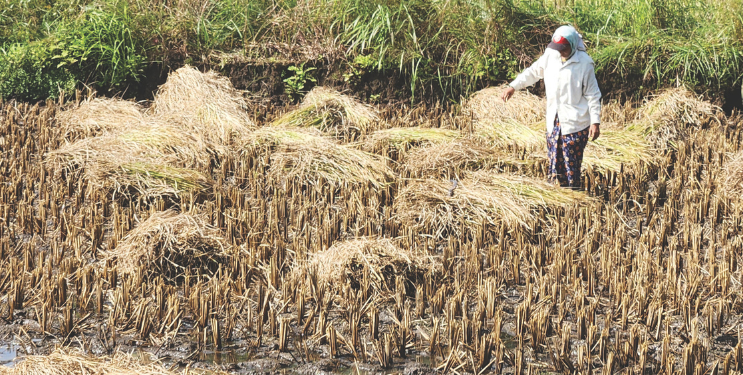 अतिवृष्टीने भातपिके कुजली