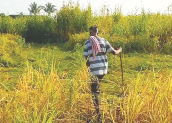 पंचनामे न करणाऱ्यावर कारवाईची मागणी