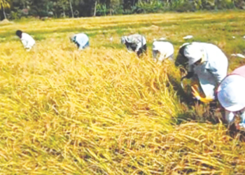 नागोठणे परिसरात भातकापणीची लगबग