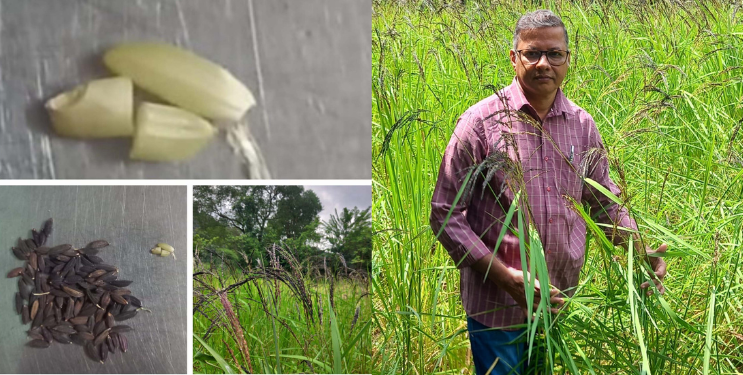 गुळसुंदे येथे ‘हिरव्या तांदळा’ची लागवड