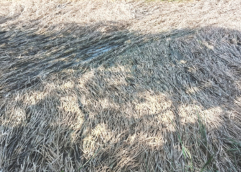 जमीनदोस्त भातपिके वाचविण्यासाठी शेतकऱ्यांची धडपड