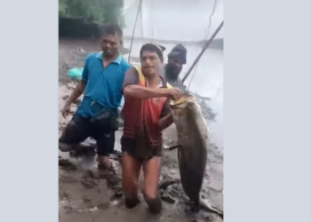 पनवेलच्या खाडीत सापडला 20 किलोचा ‘जिताडा’ मासा