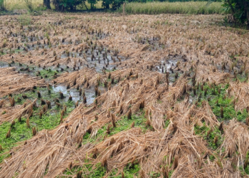 परतीच्या पावसामुळे बळीराजा संकटात