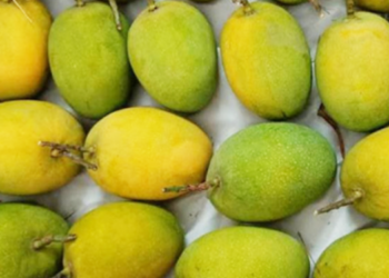 कोकणचा हापूस एपीएमसी मार्केटमध्ये दाखल