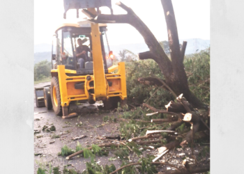 वादळामुळे वृक्ष रस्त्यावर