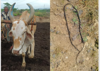 बैलाची चोरी करुन कत्तल