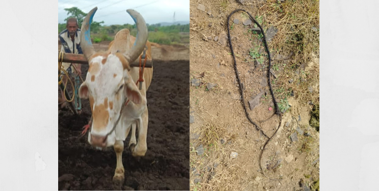 बैलाची चोरी करुन कत्तल