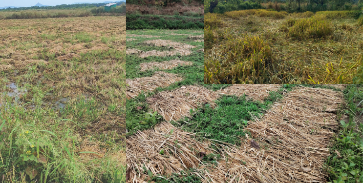 बळीराजा संकटात; परतीच्या पावसाने भातशेती आडवी