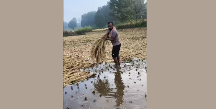 परतीच्या पावसाने भातशेती उद्ध्वस्त