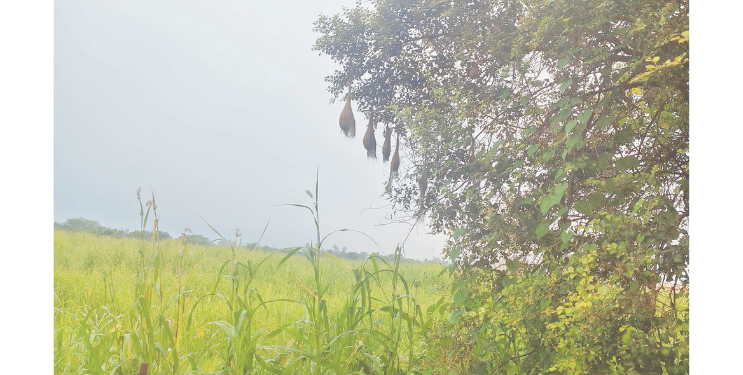 शेत शिवारात सुगरण पक्ष्यांची घरटी