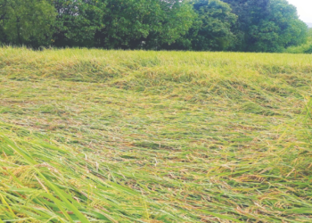 बळीराजाचे डोळे पाणावले