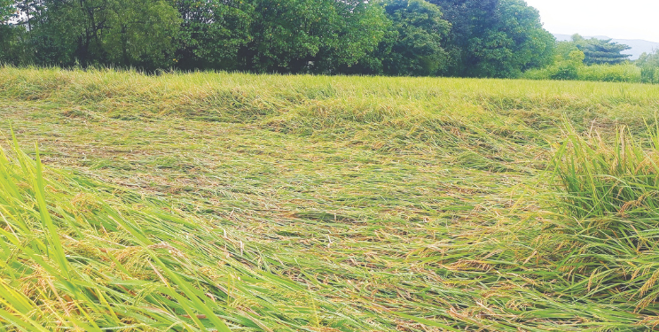 बळीराजाचे डोळे पाणावले