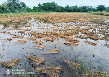 नुकसानीबाबत ठोस निर्णय घ्या