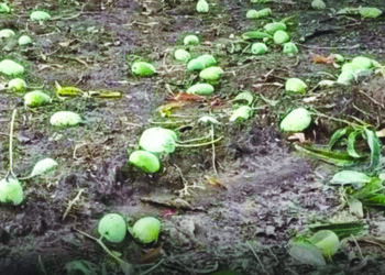 शेतकऱ्यांना फळपीक विमा काढण्यांचे आवाहन