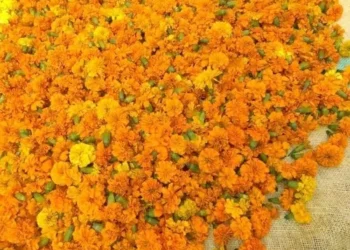 दसरा महागला, आवक घटली!