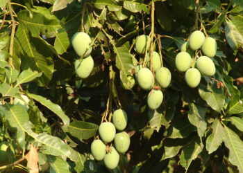 विमा कंपनी लागली कामाला