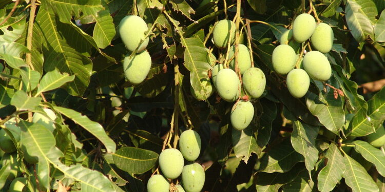 विमा कंपनी लागली कामाला