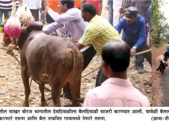 पोलादपुरात देवदिवाळीपासून बैलदिवाळीचा थरार