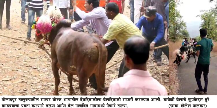पोलादपुरात देवदिवाळीपासून बैलदिवाळीचा थरार