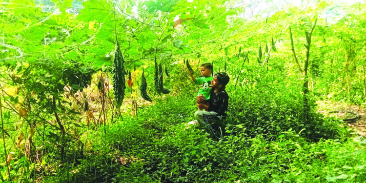 उरण तालुक्यात शेतकऱ्यांचा भाजीपाला उत्पादन वाढीकडे कल