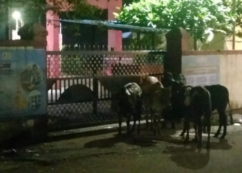 म्हसळा शहरात उनाड गुरांचा सुळसुळाट