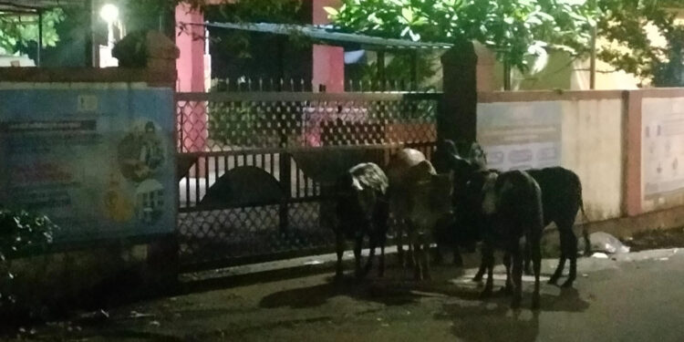 म्हसळा शहरात उनाड गुरांचा सुळसुळाट