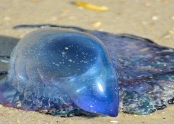 जेलीफिशमुळे मच्छिमार त्रस्त
