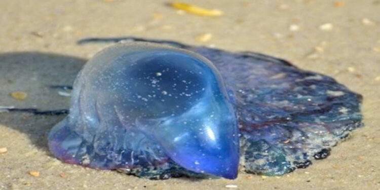 जेलीफिशमुळे मच्छिमार त्रस्त