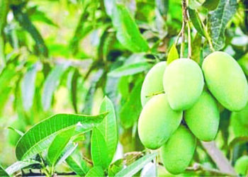 अवकाळीमुळे आंबा उत्पादन घटणार