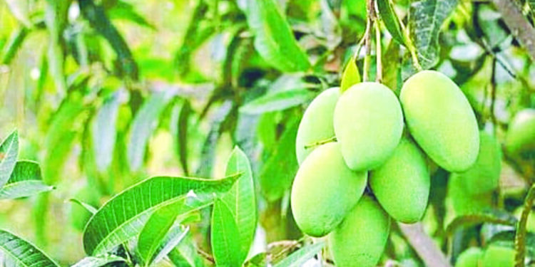 अवकाळीमुळे आंबा उत्पादन घटणार