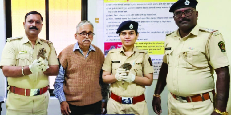 संदेरी जंगलात आढळली ‌‘वाघाटी’