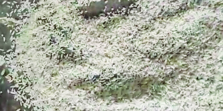 तांदळात आढळल्या अळ्या, लेंड्या