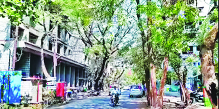 पनवेल महापालिकेची झाडांवर कुऱ्हाड