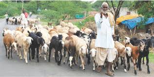 चारापाण्यासाठी शोधात मेंढपाळ उरणमध्ये दाखल